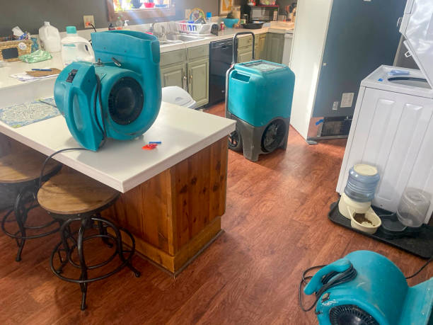Best Mold removal after water damage  in Buckner, KY